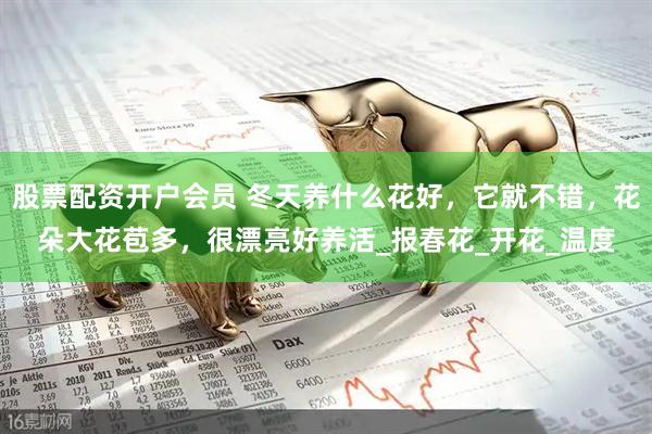 股票配资开户会员 冬天养什么花好，它就不错，花朵大花苞多，很漂亮好养活_报春花_开花_温度